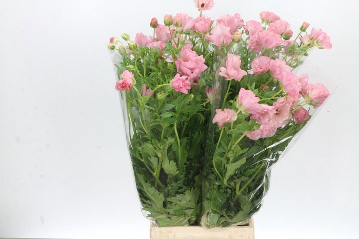 <h4>RAN BUTTERFLY ISIS</h4>