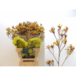 ANIGOZ ORANGE VELVET