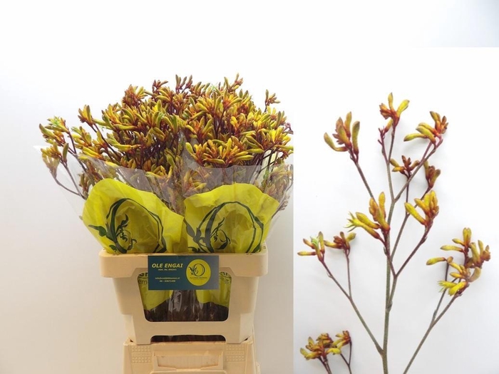 <h4>ANIGOZ ORANGE VELVET</h4>