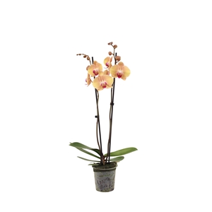 Phal After Glow 2T16+