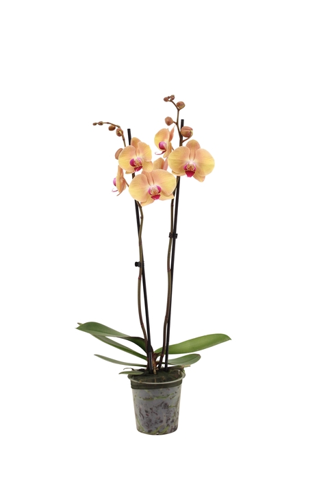 <h4>Phal After Glow 2T16+</h4>