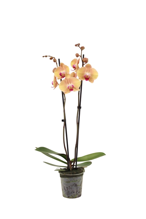 <h4>Phal After Glow 2T16+</h4>