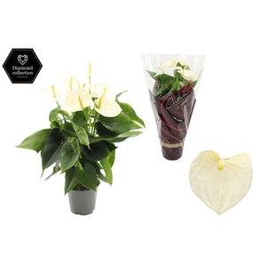 Anthurium 14 cm Cocos in Couture Diamond Line Purple sleeve
