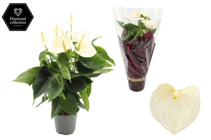 <h4>Anthurium 14 cm Cocos in Couture Diamond Line Purple sleeve</h4>