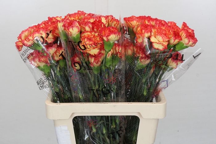 <h4>Dianthus St Zenit</h4>