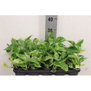 Epipr Marble Queen