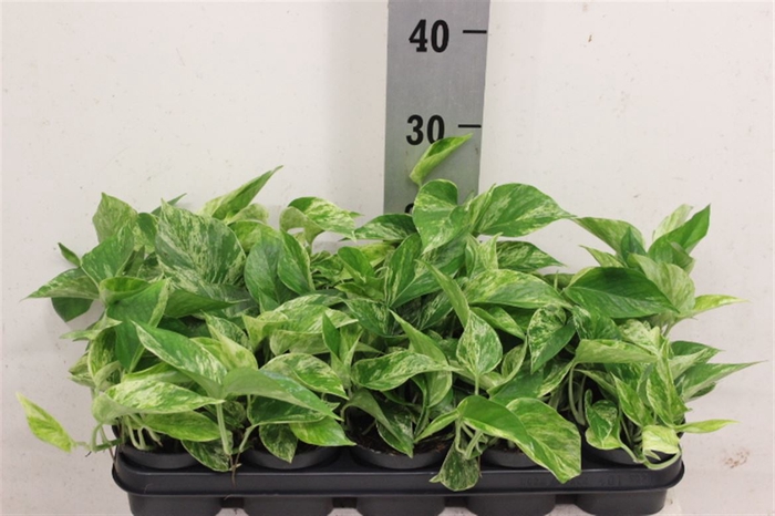 <h4>Epipr Marble Queen</h4>