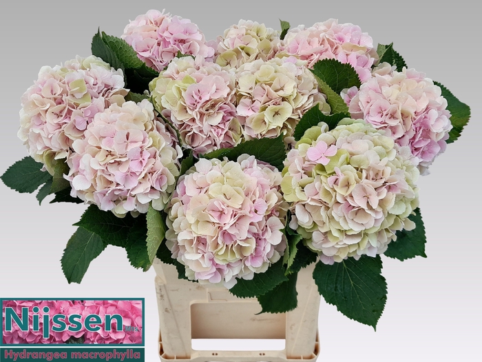 <h4>HYDR M CH VERENA CL</h4>