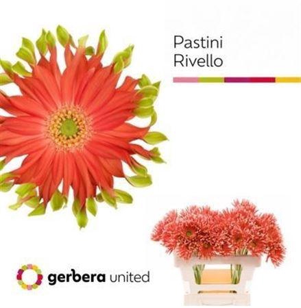 <h4>Ge Kv Pastini Rivello</h4>