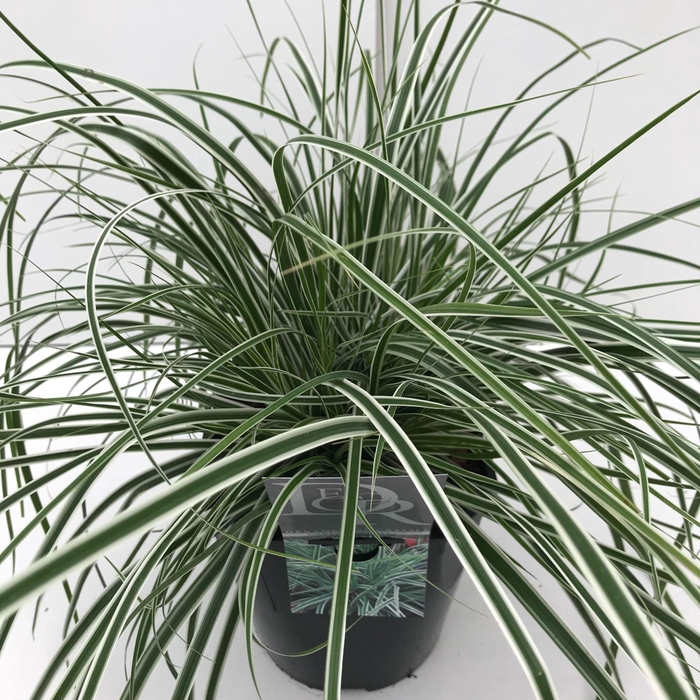 Carex oshimensis Everest