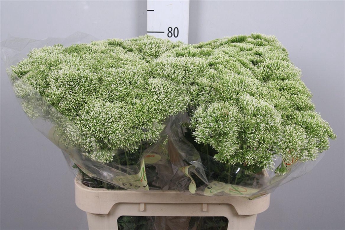 <h4>Trach Lake Powell</h4>