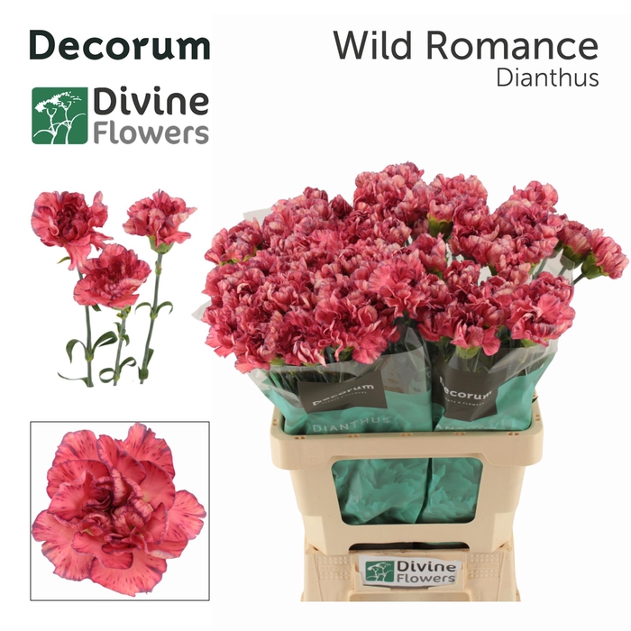 <h4>DI ST WILD ROMANCE</h4>