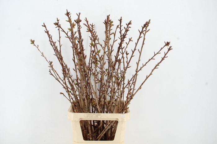 <h4>PRUNUS SERRULATA KANZAN PER STEM 120CM</h4>
