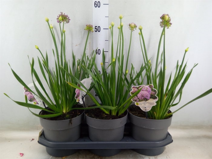 <h4>Allium   ...</h4>