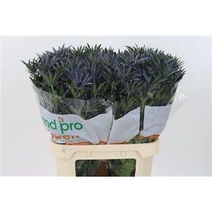 Eryn Pac Blue Stripe