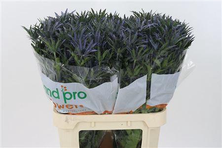 <h4>Eryn Pac Blue Stripe</h4>