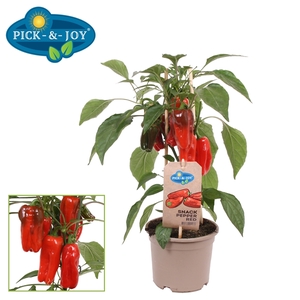 PICK-&-JOY® Snack Pepper Red