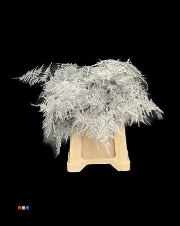 <h4>Asp 1e Silver</h4>