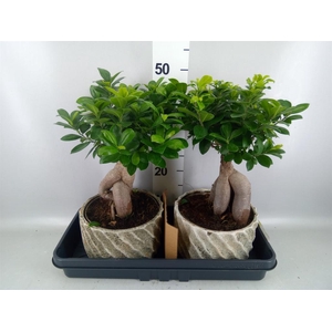 Ficus microcarpa 'Ginseng'