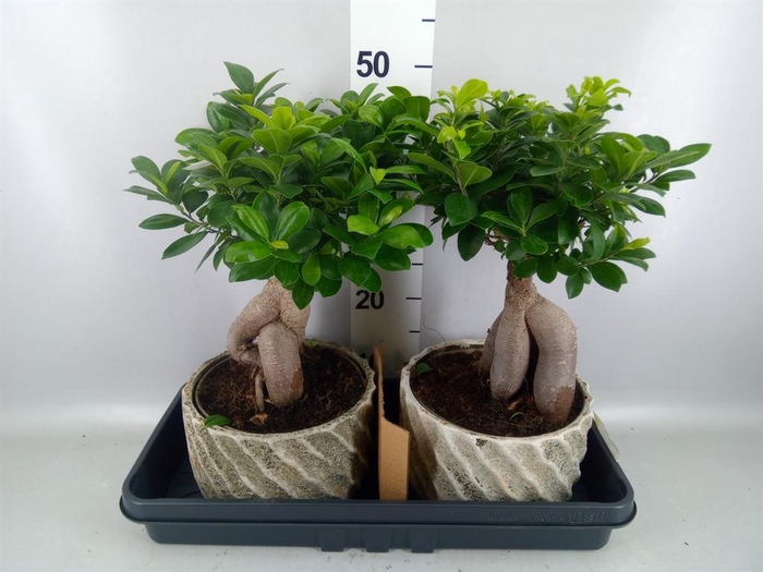 <h4>Ficus microcarpa 'Ginseng'</h4>