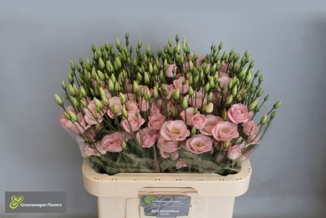 <h4>EUS G ROSI LIGHT PIN</h4>