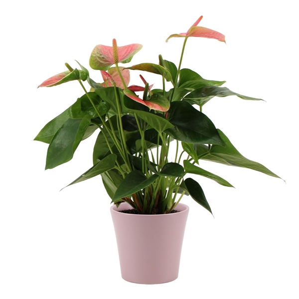 <h4>Anthurium Sweet Dream in Boston ceramics</h4>