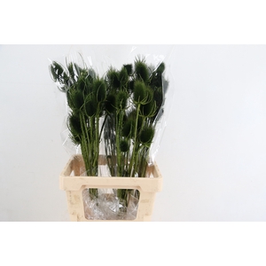 DF Dipsacus Dark Green Bs 130g