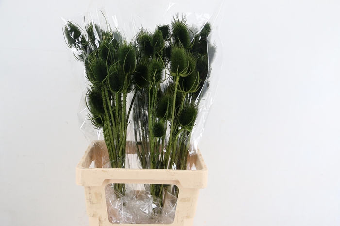 <h4>DF Dipsacus Dark Green Bs 130g</h4>