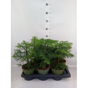 Araucaria heterophylla