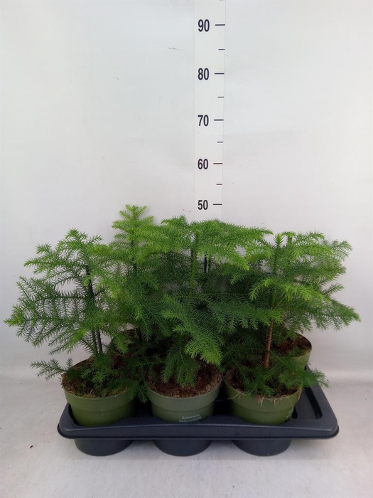 <h4>Araucaria heterophylla</h4>