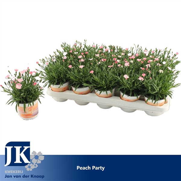 <h4>Dianthus Peach Party</h4>