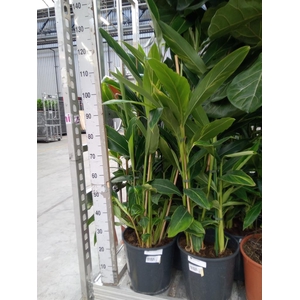 Alpinia zerumbet 'Variegata'