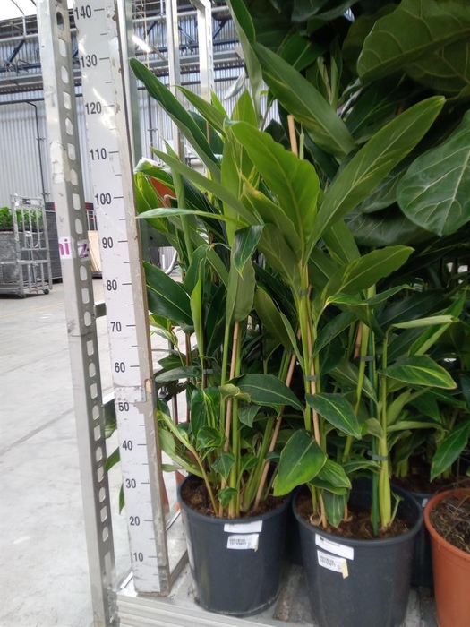 <h4>Alpinia zerumbet 'Variegata'</h4>