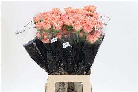 <h4>Di St Stromboli</h4>