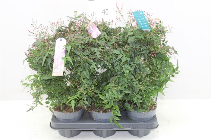 <h4>Jasminum Passion Boog 300+</h4>