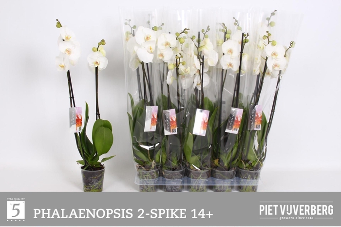 <h4>PHAL OV WIT</h4>