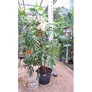 Monstera Deliciosa variegata XXL