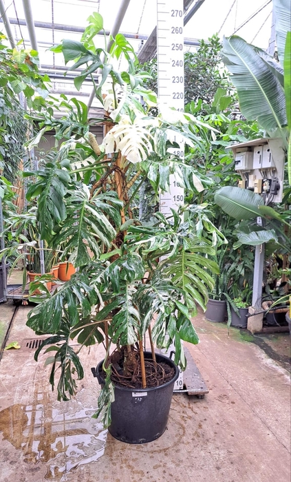 <h4>Monstera Deliciosa variegata XXL</h4>