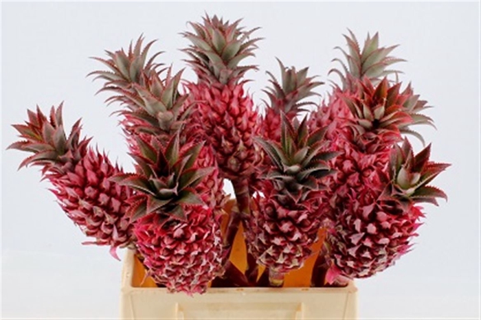 <h4>Ananas Striatos</h4>