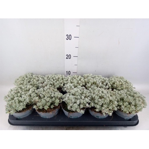 Sedum spathulifolium 'Cape Blanco'