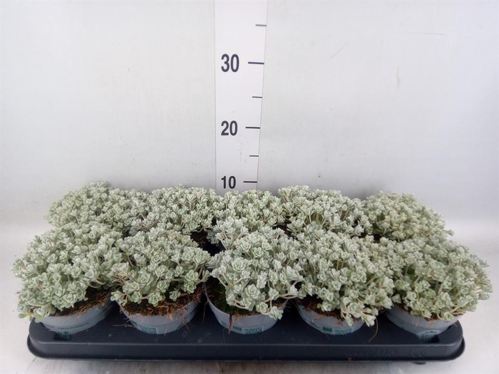 <h4>Sedum spathulifolium 'Cape Blanco'</h4>