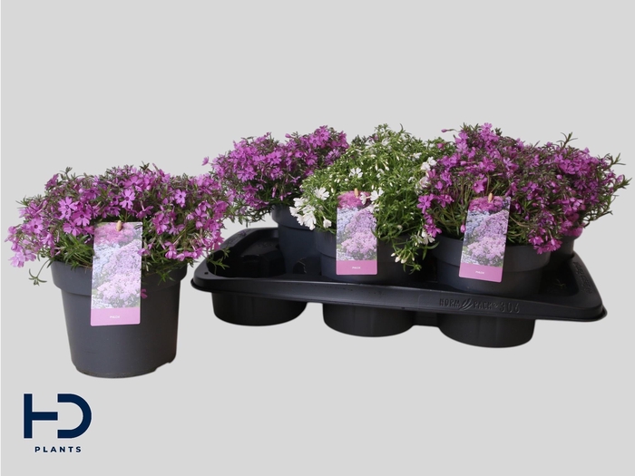 <h4>PHLOX SUBULATA</h4>