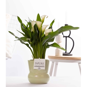 Zantedeschia white in P&PURE Plant Vase Maxima green