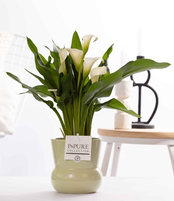 <h4>Zantedeschia white in P&PURE Plant Vase Maxima green</h4>
