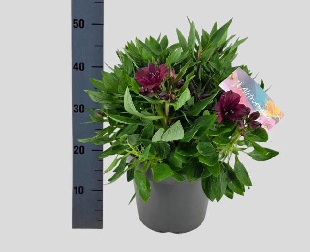 <h4>ALST INTI DA PURPLE</h4>