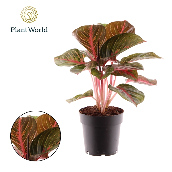<h4>Aglaonema Garnet Coltrane</h4>