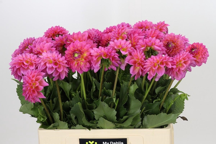 <h4>Dahlia Barbados</h4>