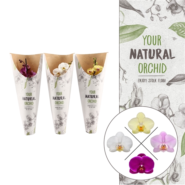 <h4>Your Natural Orchid | Mix in paper sleeve | Phalaenopsis 1 spike</h4>