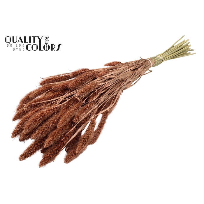<h4>Setaria per bunch Copper</h4>