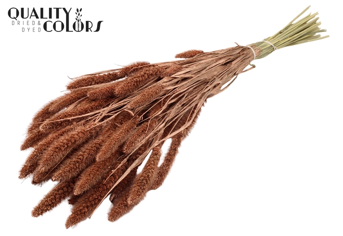 <h4>Setaria per bunch Copper</h4>